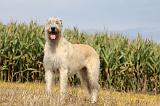 IRISH WOLFHOUND 131